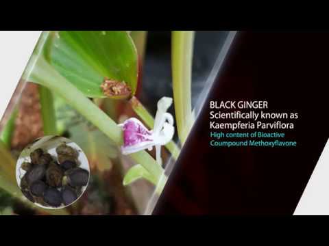 Khasiat Black Ginger Untuk Kesihatan Dan Kecergasan M Niaga