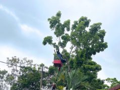 Potong Pokok & Tebang Pokok Sungai Petani – Lamanku