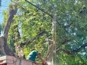 Potong Pokok & Tebang Pokok Kedah – Lamanku