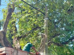 Potong Pokok & Tebang Pokok Kedah – Lamanku