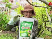 Dari 13 Varieti Tinggal 1: Postmortem Buah Tin Iraqi Saya