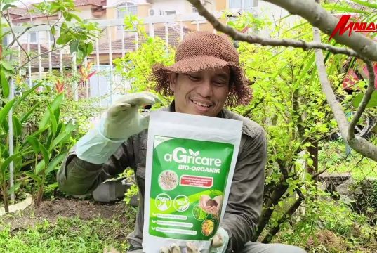 Dari 13 Varieti Tinggal 1: Postmortem Buah Tin Iraqi Saya