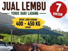 JUALAN LEMBU PEDAGING – TERUS DARI LADANG, Ada stok 7 ekor lembu pedaging untuk dijual!