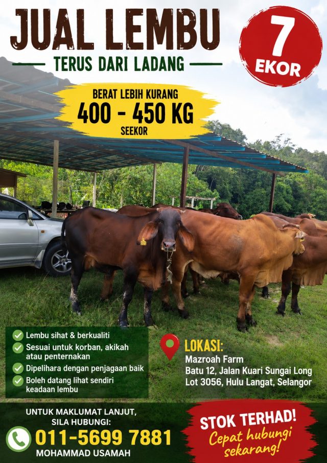 Jualan Pedaging Lembu Terus Dari Ladang