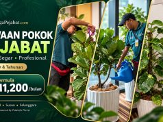 NAK PEJABAT NAMPAK SEGAR DAN PROFESIONAL TANPA PENING JAGA POKOK? | Sewaan Pokok Hidup Pejabat di Lembah Klang